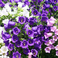 Canterbury Bells, Calycanthema Seeds, 300mg