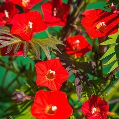 Cardinal Climber Vine Seeds, 1g