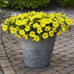 Yellow Petchoa Seeds | Caliburst Style Hybrid Petunia-Calibrachoa Mix – Heirloom, Non-GMO, High Germination Organic Garden Seeds