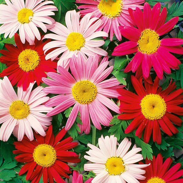 Painted Daisy, Single Mixed Colors Seeds, 200mg