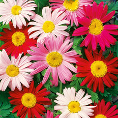 Painted Daisy, Single Mixed Colors Seeds, 200mg
