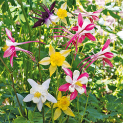 Columbine, McKana's Giants Mixed Colors Seeds, 200mg