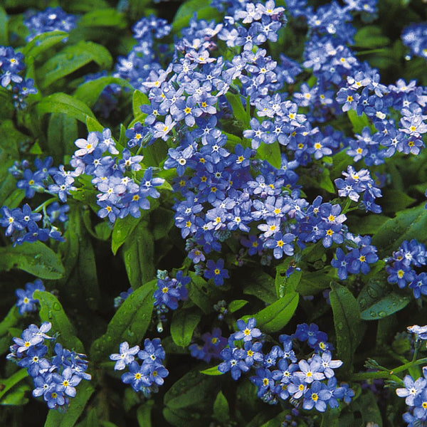 Forget Me Not, Annual Seeds, 2.8g
