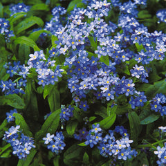Forget Me Not, Annual Seeds, 2.8g