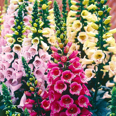 Foxglove, Mixed Colors Seeds, 400mg