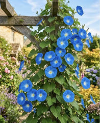 100 Heavenly Blue Morning Glory Seeds for Planting - Variety for Home Gardening
