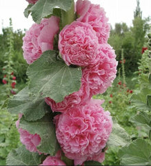 100pcs Double Hollyhock Seeds ‘Radiant Rose’ - Mixed Colors, Non-GMO Heirloom, Hardy Biennial for Vibrant & Tall Blooms