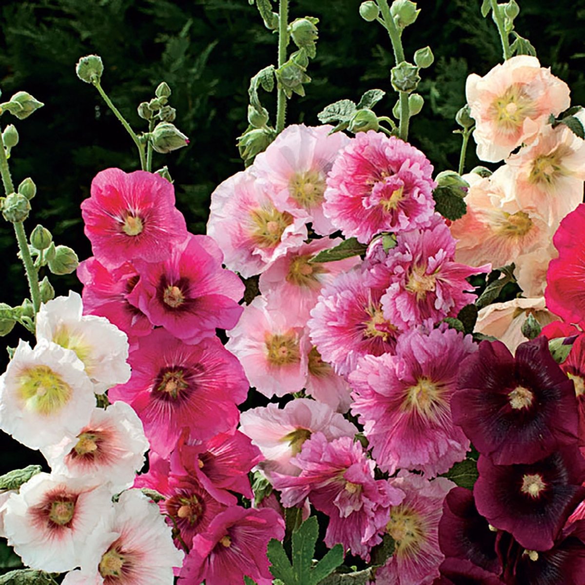 Hollyhock, Indian Spring Mixed Colors Seeds, 800mg