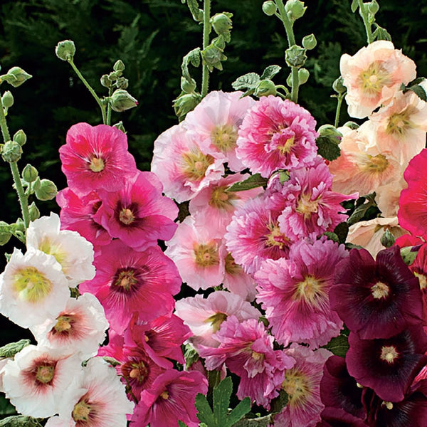 Hollyhock, Indian Spring Mixed Colors Seeds, 800mg