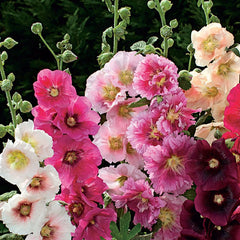 Hollyhock, Indian Spring Mixed Colors Seeds, 800mg