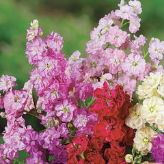 Larkspur, Giant Imperial Mixed Colors, 1.2g