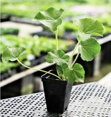100pcs Double Hollyhock Seeds ‘Radiant Rose’ - Mixed Colors, Non-GMO Heirloom, Hardy Biennial for Vibrant & Tall Blooms