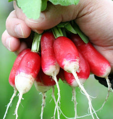 French Breakfast Radish 300 Seeds