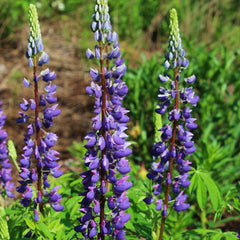 Lupine, Russell's Hybrid Mixed Colors Seeds, 1.4g