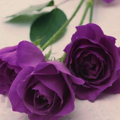 Mixed Multicolored Rose Flower Seeds Perennial Flowers Rare Plants Garden Bonsai