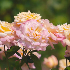 Peaceful Roses - The Messenger of Peace