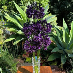 Agapanthus africanus 'Black Jack'