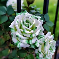 Rare White and Green Twin Roses