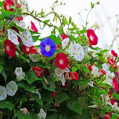 Mixed Morning Glory Seeds for Planting, Wonderful Climbing Heirloom Vine, Beautiful Perennial Flowers, Non - GMO Seeds, Easy to Plant