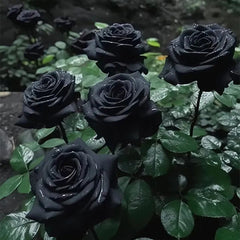 Rare Black Red Rose Flower Seeds