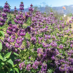 Lemon Bee Balm Flower