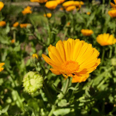 Resina Calendula