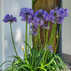 Agapanthus africanus 'Black Buddhist'