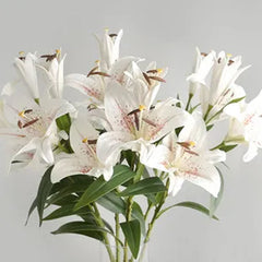 Oriental Perfume Lily Seeds