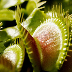 Venus Fly Trap Seeds Venus Flytrap Seeds for Planting Home Garden