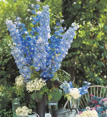 Baby Blue Larkspur Seeds
