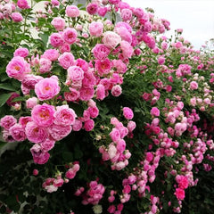Mix Climbing Rose Seeds for Planting Outdoors Ornamental Climbing Flowers