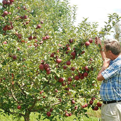 Miniature Apple Tree Seed High Yield Flourishing Perfect for Containers