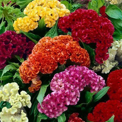 Cockscomb Celosia Seeds
