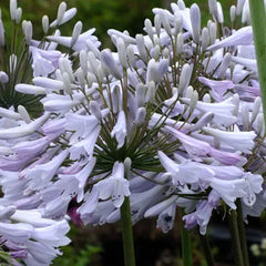 Agapanthus africanus 'Windsor Grey'