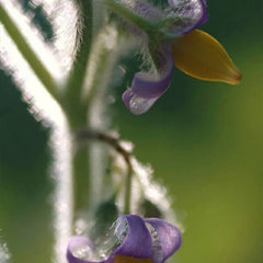 Nipple Fruit Seeds Titty Fruit Apple of Sodom Nipplefruit Bizarre Fruit in the Solanum Family