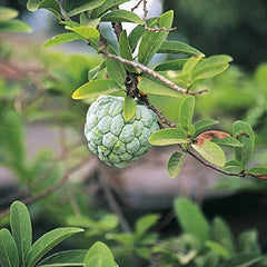 Soursop Graviola Guanabana Annona Muricata Fruit Tree Seeds Fresh Tropical Fruit