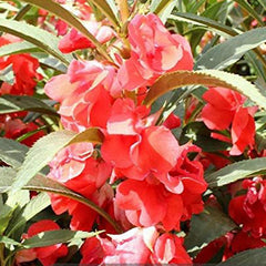 Mixed Impatiens Balsamina Balsam Camelia Impatiens Seeds Double Flower Touch Me Not