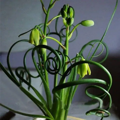 Egrow Sprial Grass Seeds Green Succulents Plants Garden DIY Bonsai Potted Flower Seeds