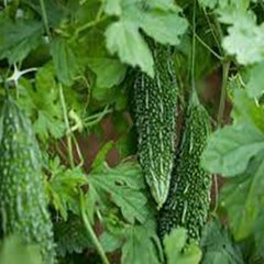 Bittergourd Vegetable Seeds