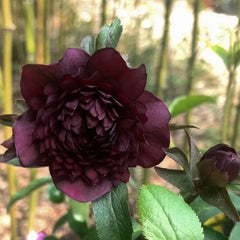 Mysterious Black Bark Double Petal Rose Seeds