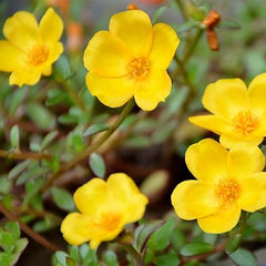 Moss Rose Seeds for Planting Outdoor Rare Purslane Seeds Succulent Ground Cover Plant Portulaca Oleracea Seeds