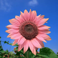 Pink Sunflower Seeds for Planting, Easy to Plant and Grow, Outdoor Garden and Bonsai Plants Helianthus annuus Seeds