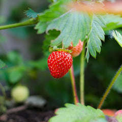 Red Climbing Strawberry Seeds For Home Garden