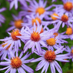 Autumn Magic Pollinator Collection Seeds