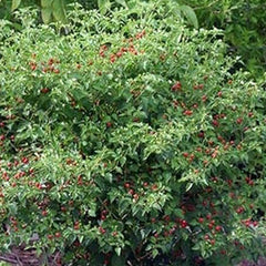 Chile Pequin Peppers - Tiny brilliantly red Chile Peppers - They Pack a Punch!!