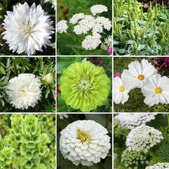 Green With Envy Flower Seed Mix