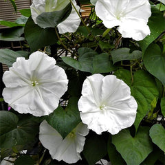 Morning Glory Vine Flower Plant Seeds, Easy to Grow, Perfect for Spring Garden