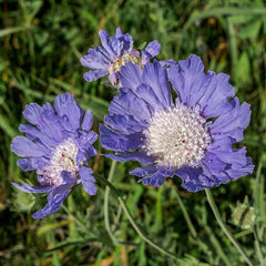 Perennial Blue Scabiosa Pincushion Flower Seeds for Planting