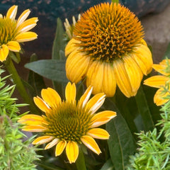 Yellow Coneflower Seeds - Bright Hardy Perennial Pollinator Flower