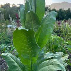 Shirazi Tobacco Seed